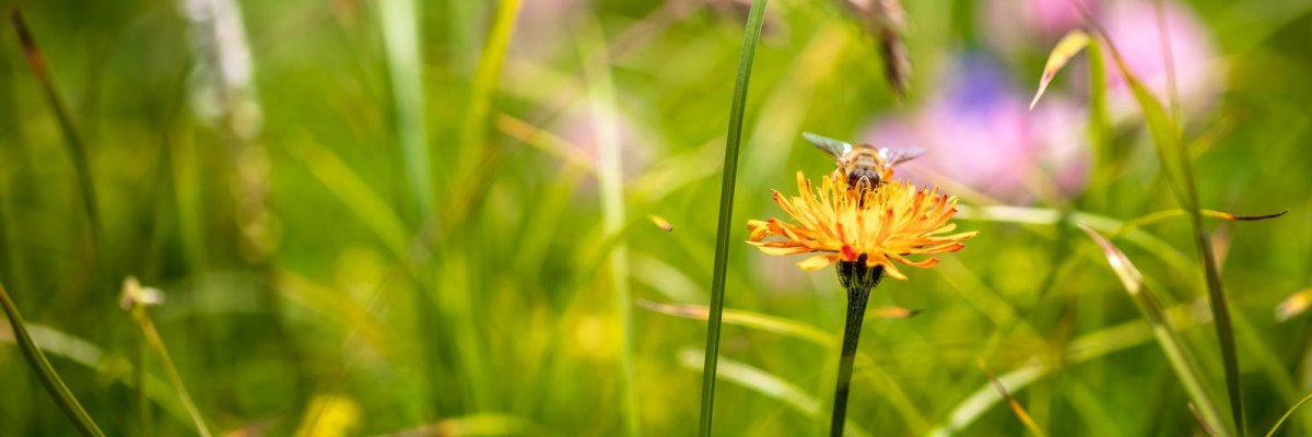 Ludmillenhof, Sitz der Samtgemeinde Sögel, denkmalgeschützt