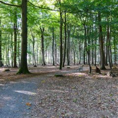 Ein Wald wodurch ein Weg führt und an dem Weg steht eine Metallbank 