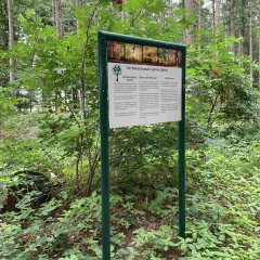 In einem Wald steht eine Infotafel