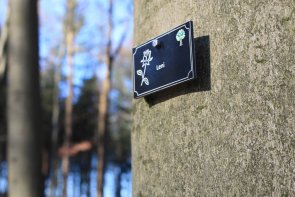 An einem Baumstamm hängt eine Tafeln mit einem Namen und einem Rosensymbol