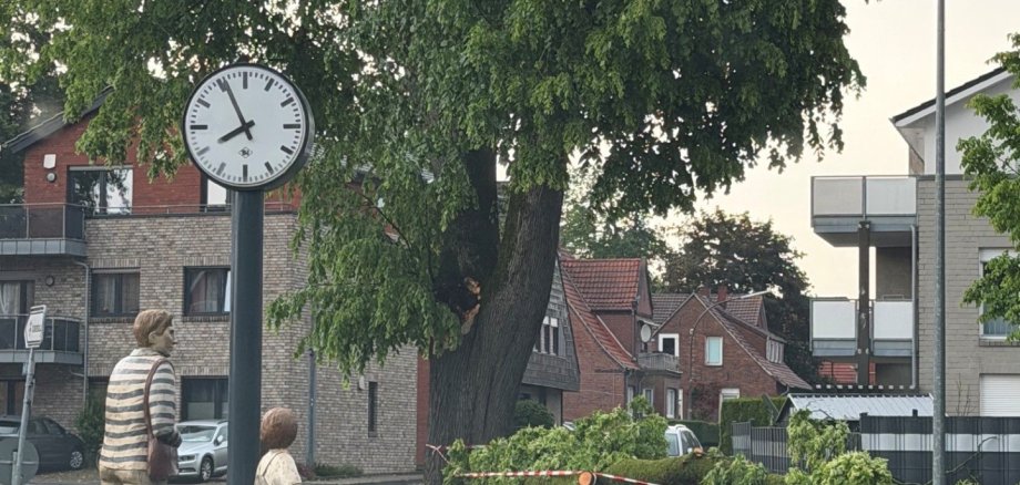 Auf dem Bild sind ein Baum und ein abgebrochener Ast zu sehen