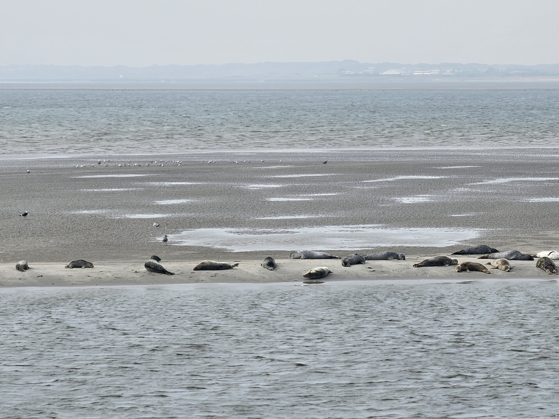 Ein Bild mit Seehunden 