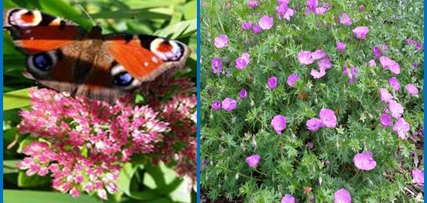 Verschiedene Bilder mit Blumen