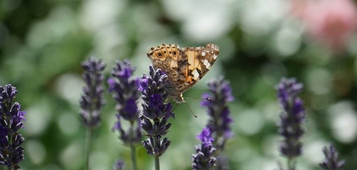 Blume auf der ein Schmetterling ist