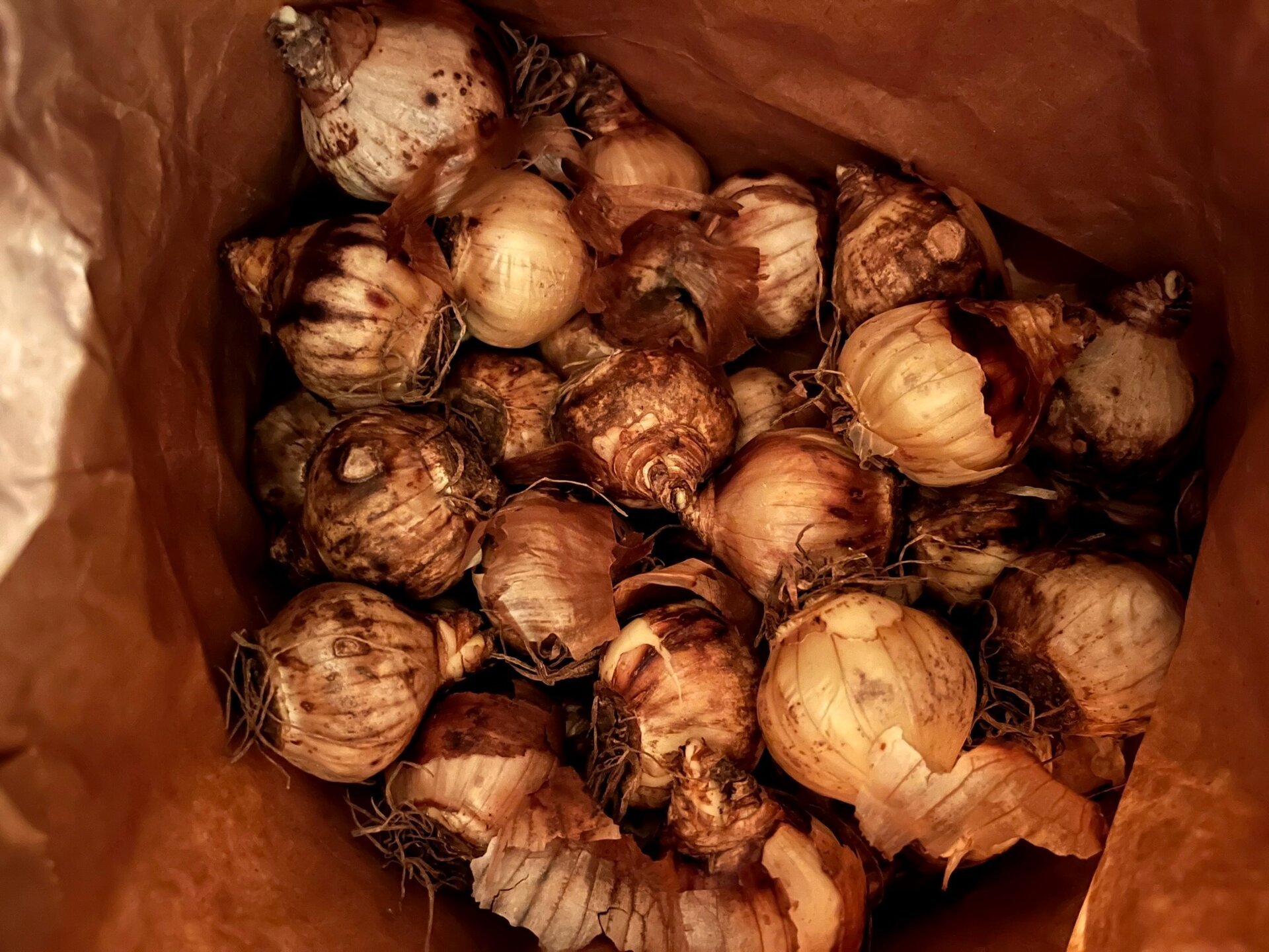 Ein Bild mit Blumenzwiebeln