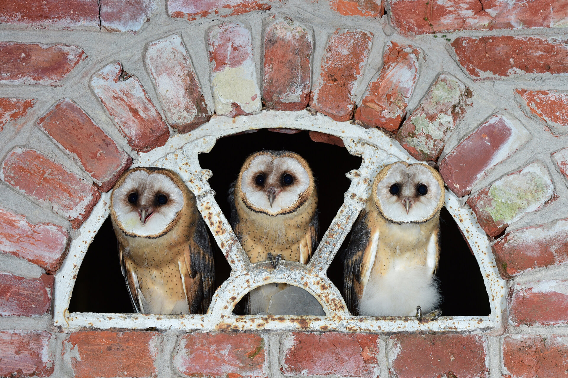 Ein Bild mit Eulen 
